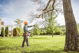 Best Tree Trimming and Pruning  in Lewiston, ID