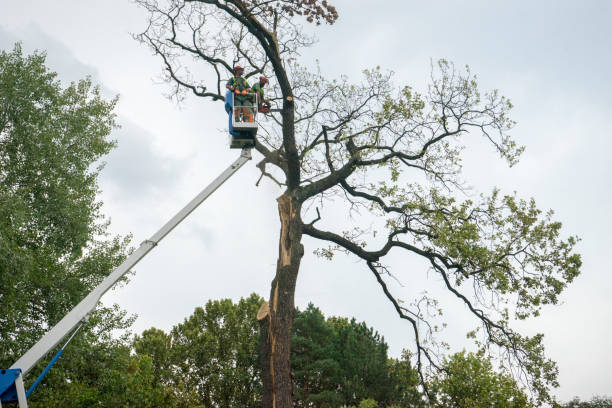 Best Emergency Tree Removal  in Lewiston, ID