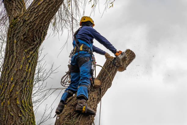 Lewiston, ID Tree Services Company