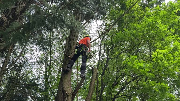 Best Utility Line Clearance  in Lewiston, ID