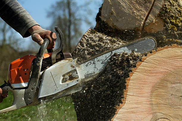 Best Tree Mulching  in Lewiston, ID